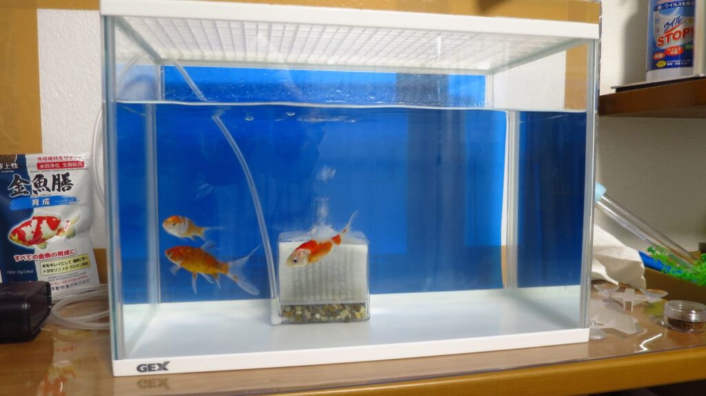 金魚専門店でコメットと朱文金を買う～水槽の白濁りを透明に！